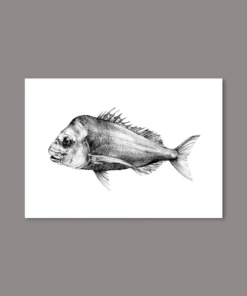 Just Another Fisherman Apparel SNAPPER PRINT